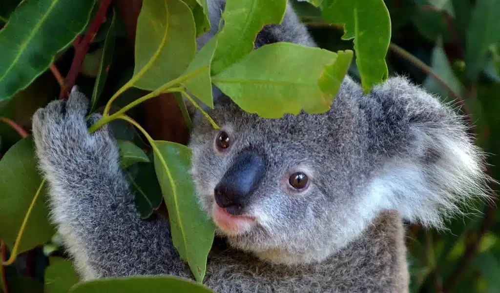 En 1994, Steve et Terri Irwin ont acheté plus de 1400 hectares de terre mourante pour sauver les koalas : 44 000 eucalyptus plus tard, le résultat coupe le souffle