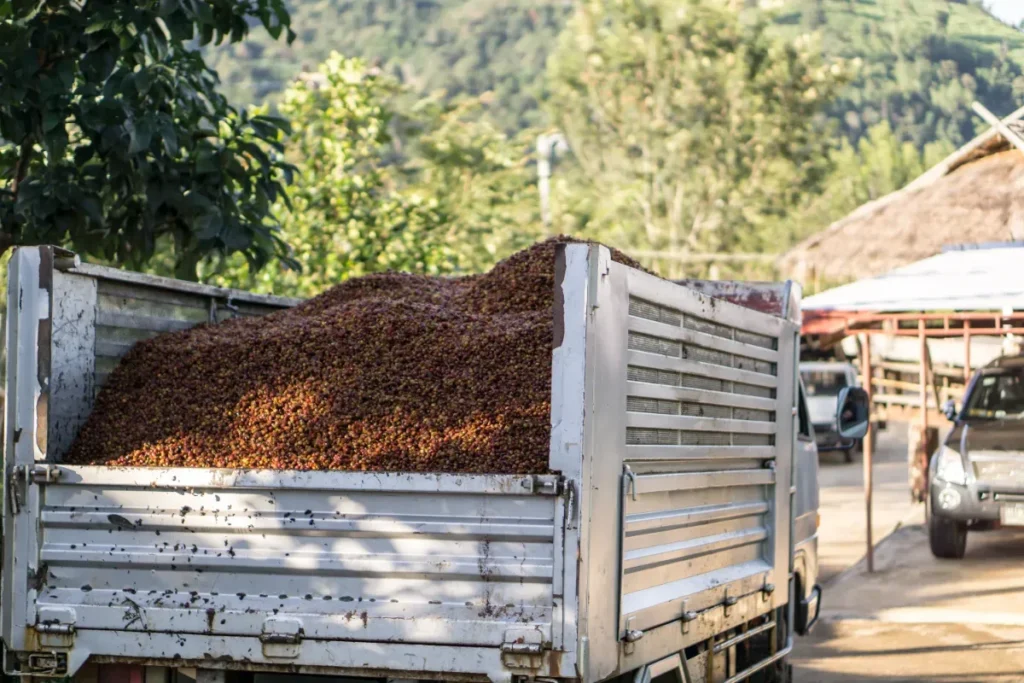 En 1998, des chercheurs ont déversé 30 camions de pulpe de café sur un terrain stérile au Costa Rica : 2 ans plus tard, la forêt recouvrait 80 % de la zone