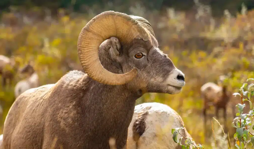 Il achète 70 000 hectares et retire 25 000 animaux : 14 ans plus tard, l'État lui rachète tout pour en faire un parc national