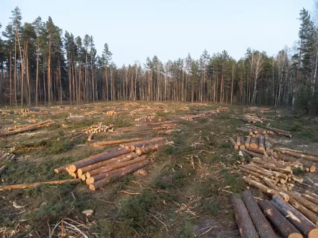 Ils ont abattu 138 arbres pour voir le lac depuis leur terrasse : l'amende de 600 000 dollars les a rattrapé