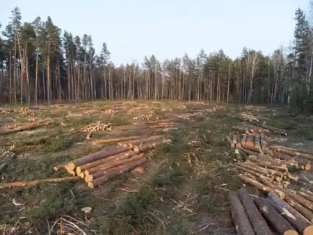 Ils ont abattu 138 arbres pour voir le lac depuis leur terrasse : l'amende de 600 000 dollars les a rattrapé