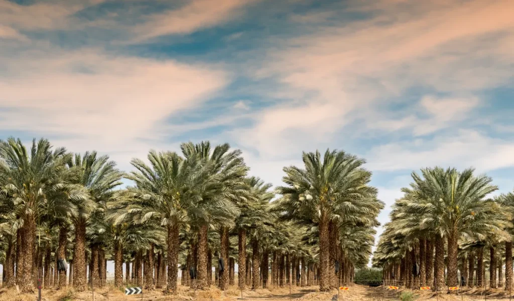 La Chine plante des arbres dans le plus grand désert du monde depuis 50 ans : il absorbe désormais plus de carbone qu'il n'en libère