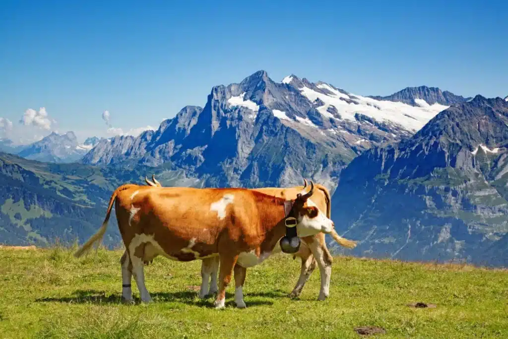 Les fromagers suisses n'avaient jamais vu ça : la canicule fait chuter la production de gruyère et de vacherin, « les vaches ne donnent plus assez de lait »