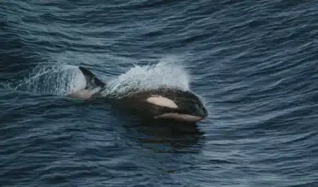Les orques et les dauphins ne remarcheront jamais sur terre : des biologistes marins confirment qu'ils ont franchi un seuil évolutif irréversible