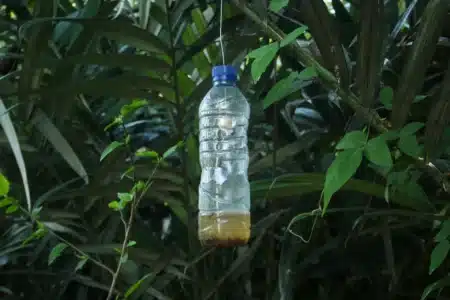 Ni citronnelle ni spray chimique : ce piège avec une simple bouteille vide élimine les guêpes avant même qu'elles n'approchent votre table