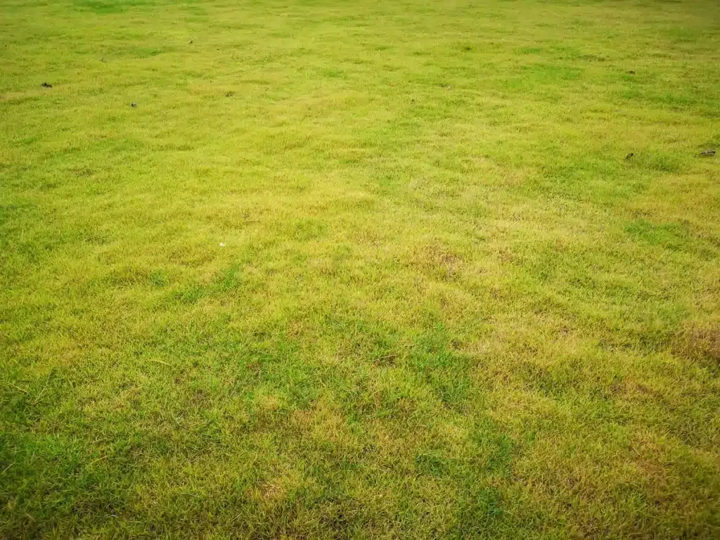 Pelouse grillée et jaune à cause de la sécheresse : voici la technique du sol pour la sauver avant l'automne