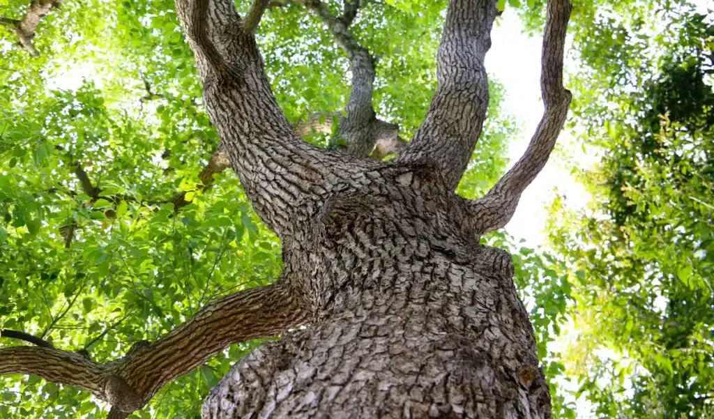 Peut-on couper un arbre dans son jardin sans demander d'autorisation ? Voilà ce que dit la loi