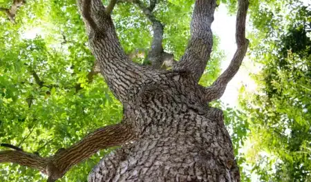 Peut-on couper un arbre dans son jardin sans demander d'autorisation ? Voilà ce que dit la loi