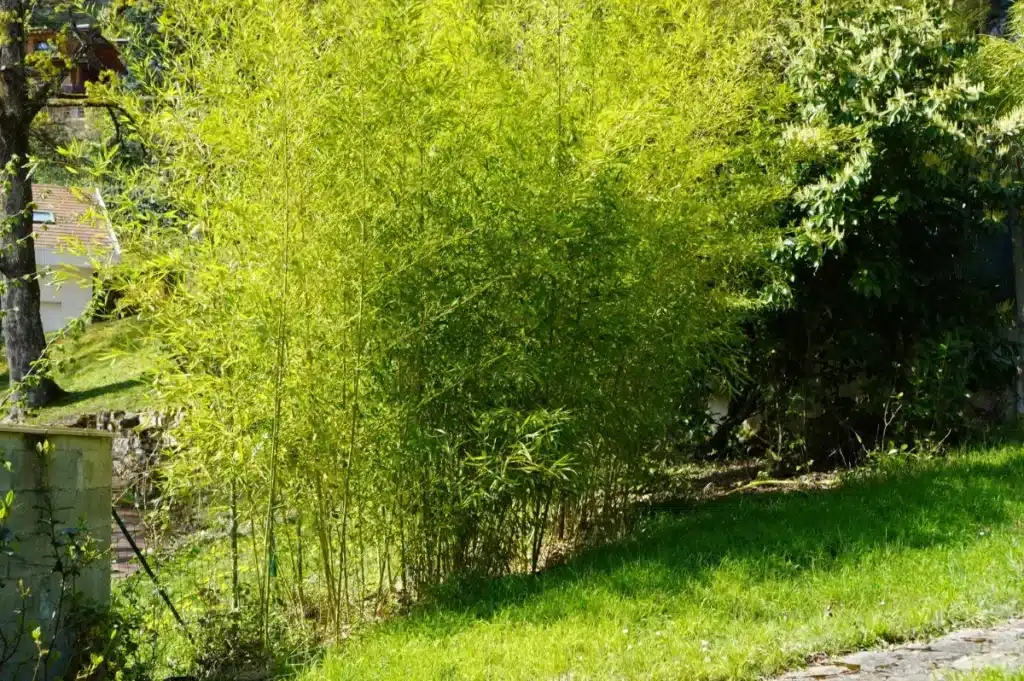 Plante invasive au jardin, pourquoi cette haie toxique est-elle maintenant interdite par la loi sous peine d'une amende ?