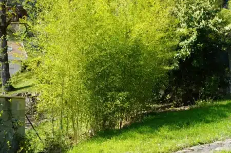 Plante invasive au jardin, pourquoi cette haie toxique est-elle maintenant interdite par la loi sous peine d'une amende ?