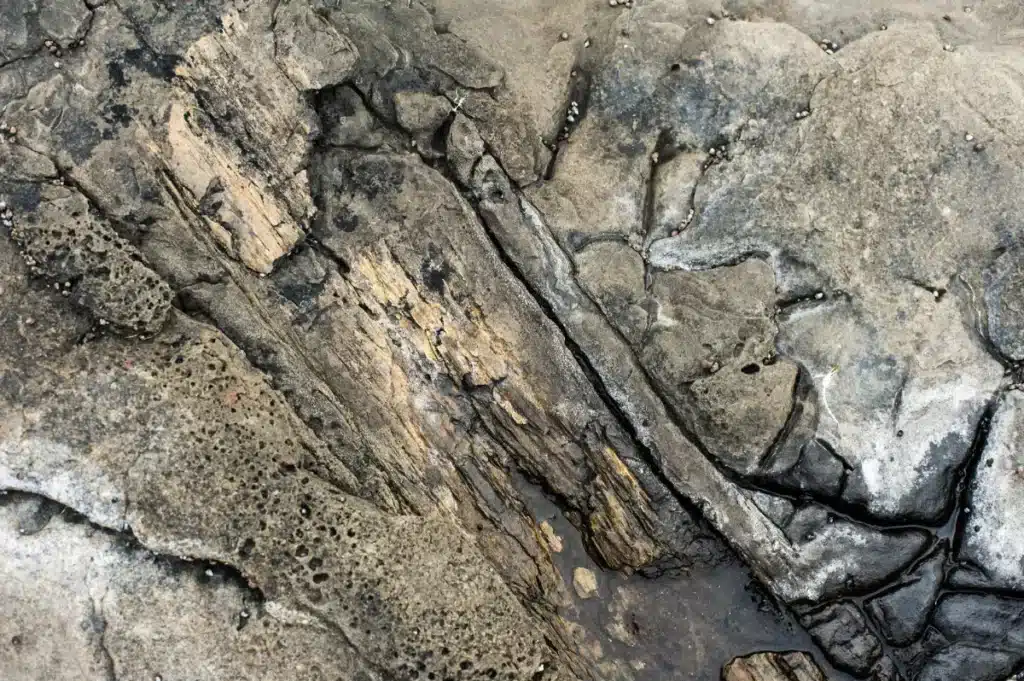 Pourquoi cette découverte d'un écosystème enfoui depuis un million d'années force les scientifiques à réécrire l'histoire des extinctions