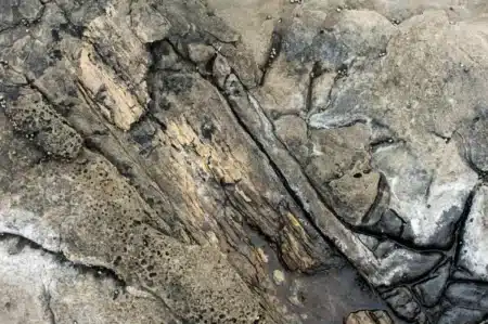 Pourquoi cette découverte d'un écosystème enfoui depuis un million d'années force les scientifiques à réécrire l'histoire des extinctions