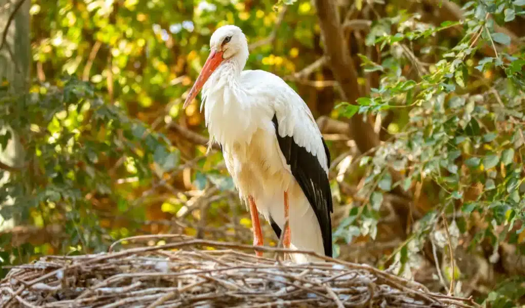 Un couple en Floride achète un marais de 18 hectares pour le préserver face à l'urbanisation, 15 ans plus tard 275 cigognes apparaissent