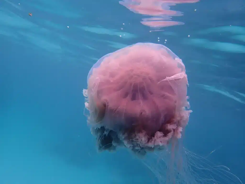 Une gigantesque méduse avec des tentacules de 30 mètres fait son retour sur cette plage mythique : faites attention !
