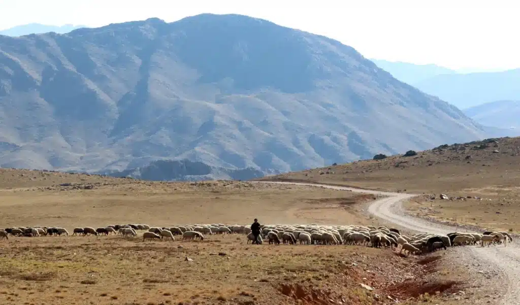 Plus de 4 000 moutons abandonnés sur une île pendant 60 ans : ce que les biologistes y ont découvert a bouleversé leur compréhension de l'écologie