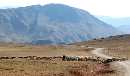 Plus de 4 000 moutons abandonnés sur une île pendant 60 ans : ce que les biologistes y ont découvert a bouleversé leur compréhension de l'écologie