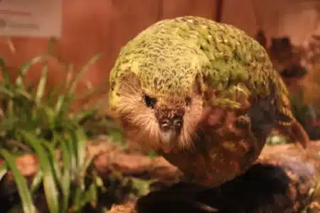 90 poussins en une seule fois, le plus gros perroquet du monde fête un baby-boom