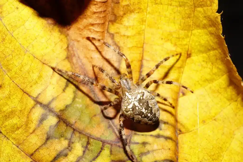 Cette araignée australienne file à 3,6 m/s et pulvérise tous les records de vitesse