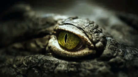 Des chercheurs ont ouvert un crocodile vieux de 3 000 ans. Leurs trouvailles les ont stupéfaits