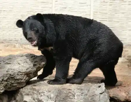 Des ours lune sauvés arrivent dans leur nouveau foyer permanent à Suffolk : « Je n'oublierai jamais ma première rencontre avec les ours »