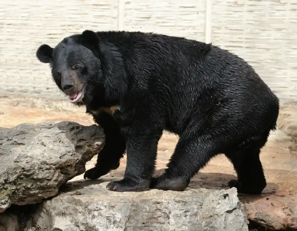 Des ours lune sauvés arrivent dans leur nouveau foyer permanent à Suffolk : « Je n'oublierai jamais ma première rencontre avec les ours »