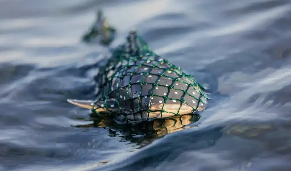 Des sauveteurs ont libéré une baleine de Minke de 5,5 mètres prise dans des cordes après avoir traîné des engins de pêche sur 64 kilomètres au large de Cape Cod