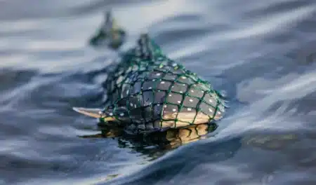 Des sauveteurs ont libéré une baleine de Minke de 5,5 mètres prise dans des cordes après avoir traîné des engins de pêche sur 64 kilomètres au large de Cape Cod
