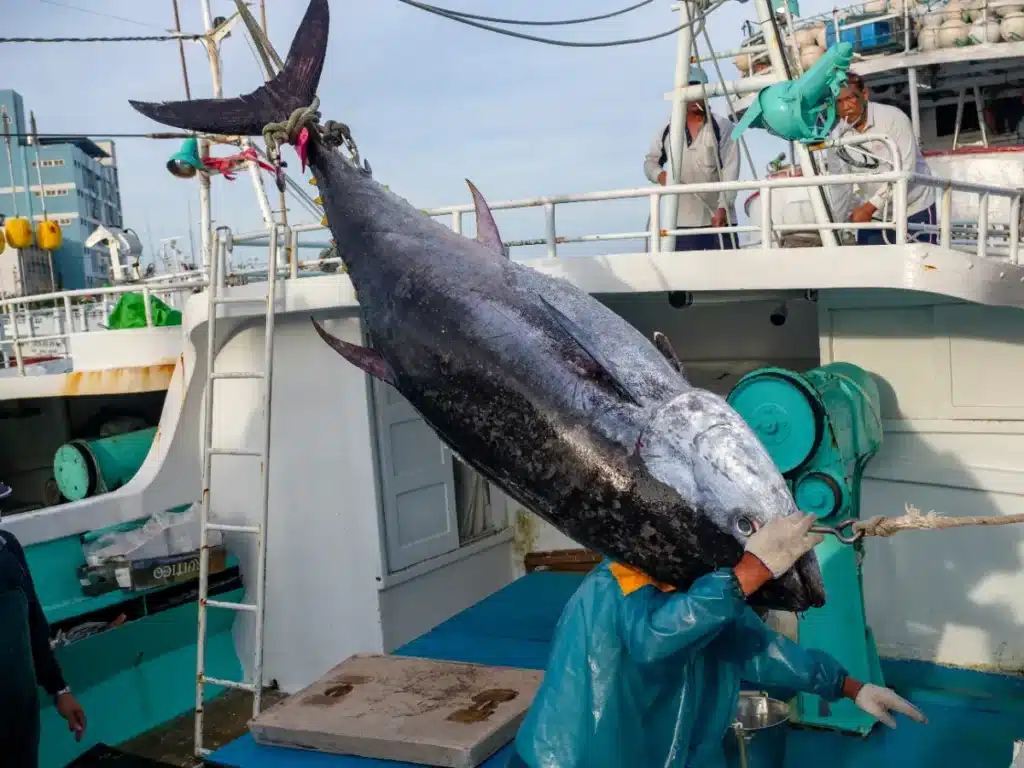 Disparue depuis 60 ans, cette espèce refait surface dans le nord de l'Angleterre : le pêcheur qui l'a attrapée n'en revient toujours pas