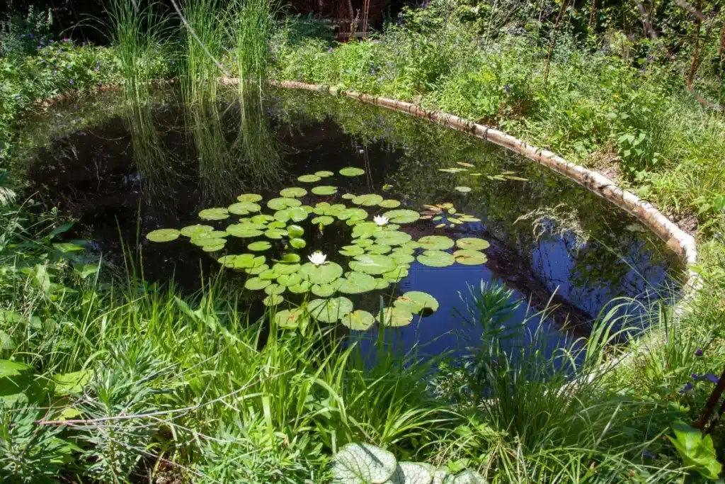 Elle a creusé un étang à 14 ans pour un devoir de classe : 9 ans plus tard, des biologistes n'en reviennent pas de ce qui vit dans son jardin