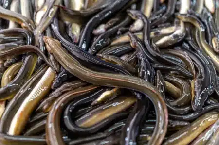 Elles ne sont pas menacées d'extinction pour le moment, mais les experts s'accordent à indiquer que leur taux de mortalité augmente significativement lorsque les rivières se tarissent en été