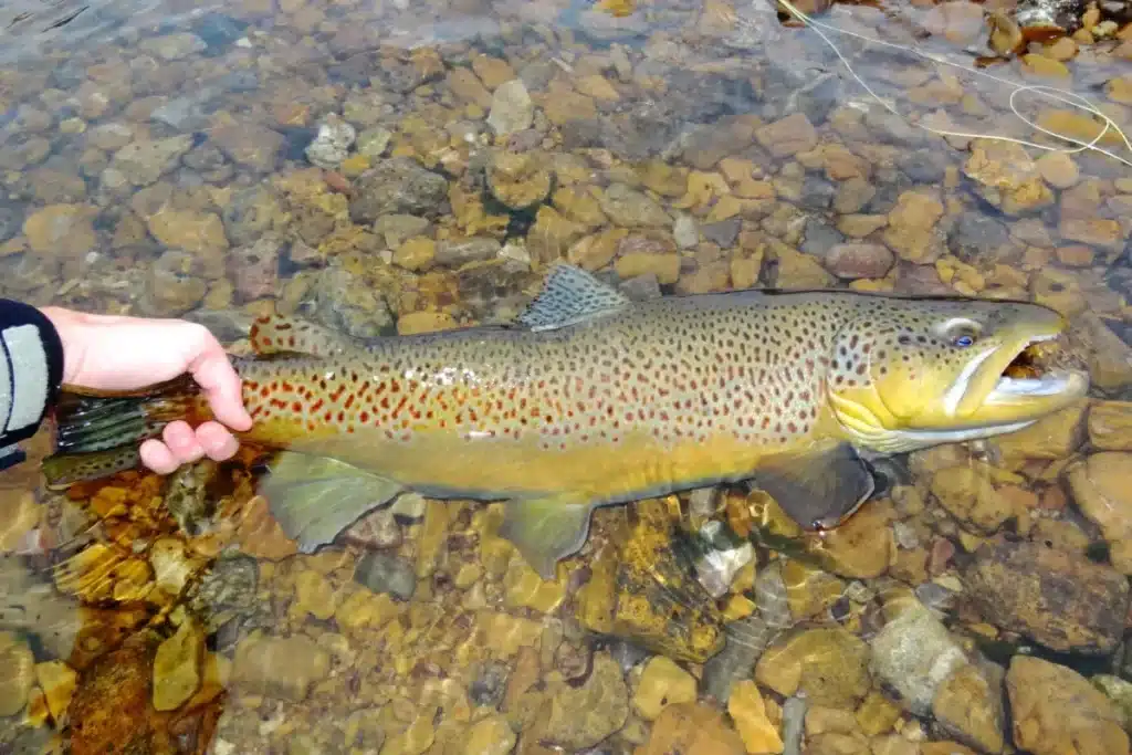 En 1864, la Tasmanie a introduit la truite brune d'Angleterre pour la pêche sportive, 162 ans plus tard, des conservateurs installent des refuges sans truites pour un poisson local qui ne compte plus qu'environ 6 000 individus