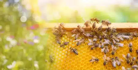 En 1984, la NASA a transporté 3 301 abeilles dans l'espace : au bout de sept jours, leurs hexagones ont étonné les ingénieurs