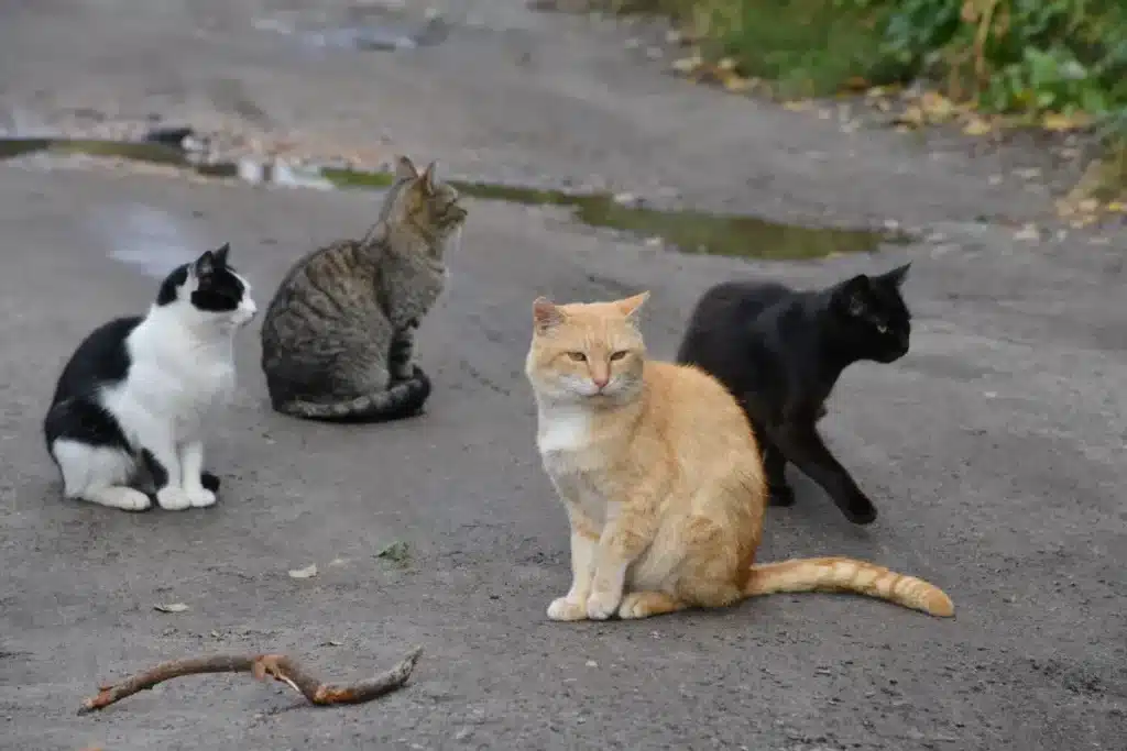 En 2016, la NSW a débuté la mise en clôture des chats sauvages et des renards dans trois réserves ; dix ans plus tard, 13 espèces disparues localement réapparaissaient