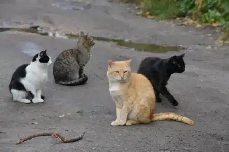En 2016, la NSW a débuté la mise en clôture des chats sauvages et des renards dans trois réserves ; dix ans plus tard, 13 espèces disparues localement réapparaissaient