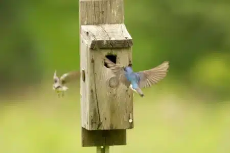 Il a perdu son animal de compagnie à 12 ans et s'est mis à construire des maisons pour oiseaux : 750 refuges plus tard, les vétérinaires saluent son projet