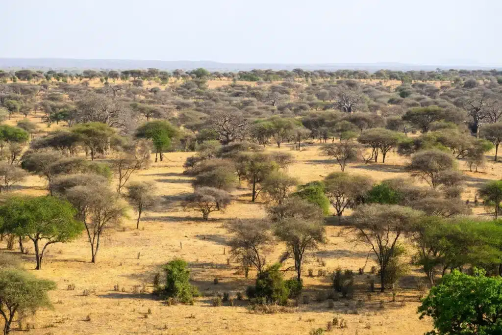 Ils ont tenté de planter des arbres dans le Sahara sans résultat. Puis, après avoir relâché 500 tortues, le désert est devenu visible depuis l'espace