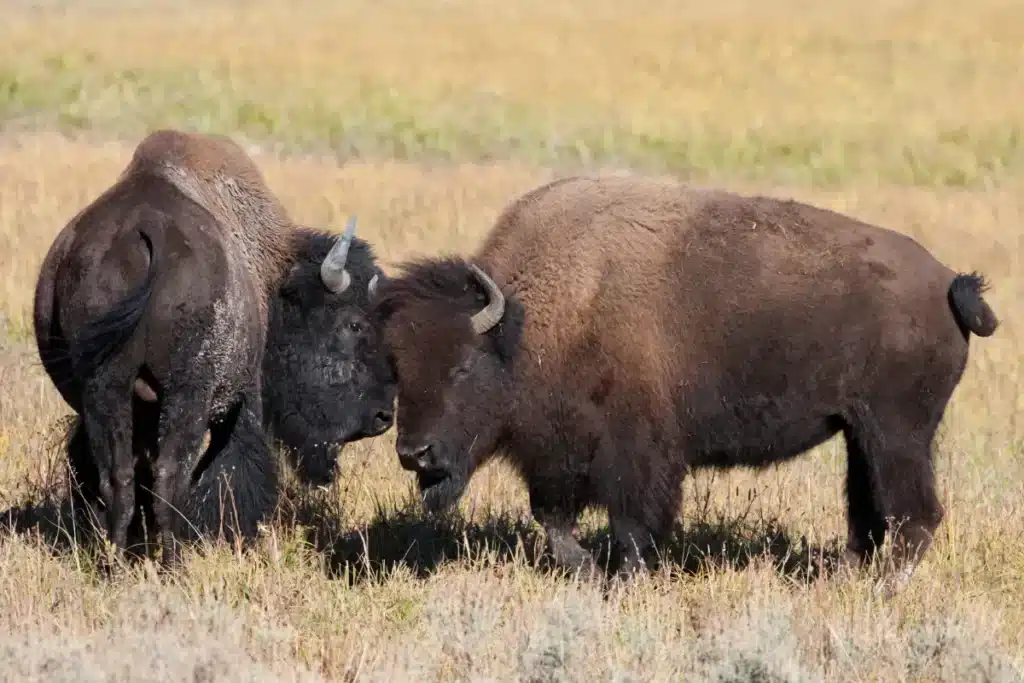 Le Mexique relâche 47 bisons après un siècle d'absence : quelques mois plus tard, les biologistes n'en reviennent pas de ce qu'ils observent