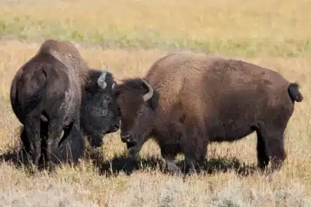 Le Mexique relâche 47 bisons après un siècle d'absence : quelques mois plus tard, les biologistes n'en reviennent pas de ce qu'ils observent