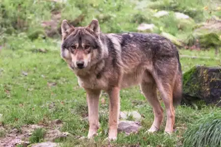 Plus de 60 brebis tuées dans le Vercors mais ce n'est peut-être pas un loup qui est responsable