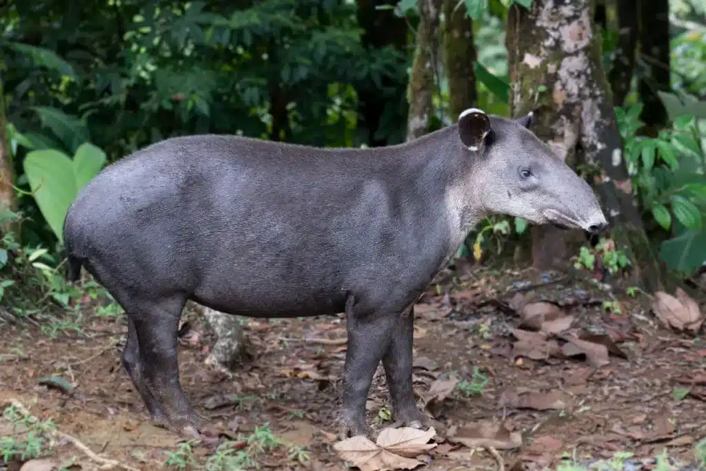 Une famille a reconstitué une ancienne zone d'élevage en plantant 840 000 arbres, 25 ans plus tard un animal disparu depuis un siècle revient