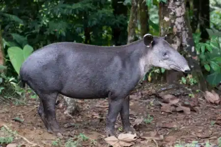 Une famille a reconstitué une ancienne zone d'élevage en plantant 840 000 arbres, 25 ans plus tard un animal disparu depuis un siècle revient
