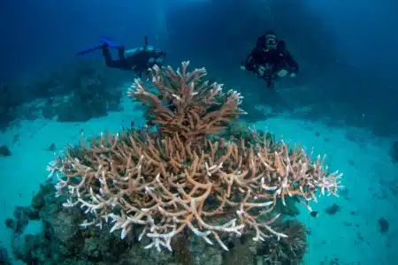 Vers 2000, un passionné de poissons tropicaux en Floride a accroché des morceaux de corail récupérés à des "arbres" sous-marins, créant une petite pépinière devenue un réseau pour restaurer les récifs