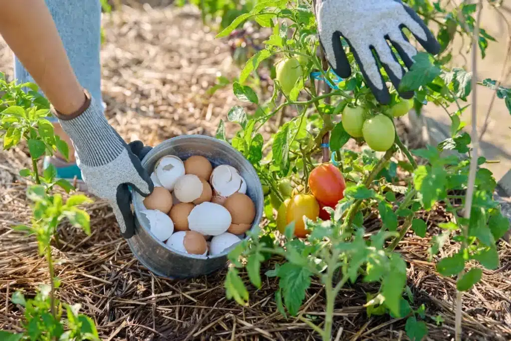 Pourquoi on enterre les œufs si profond sous les tomates : une question d'odeur