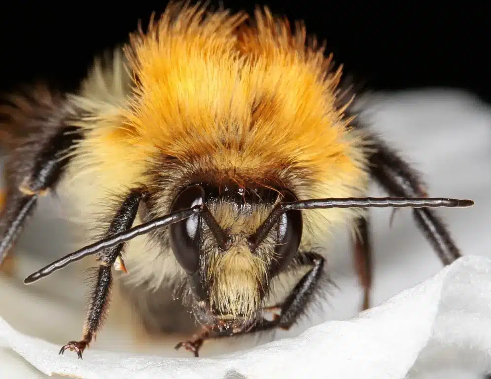 Cet insecte ressemble trait pour trait à un bourdon, mais n'en est pas un : repéré près de Paris pour la première fois en 150 ans, les entomologistes n'en reviennent pas
