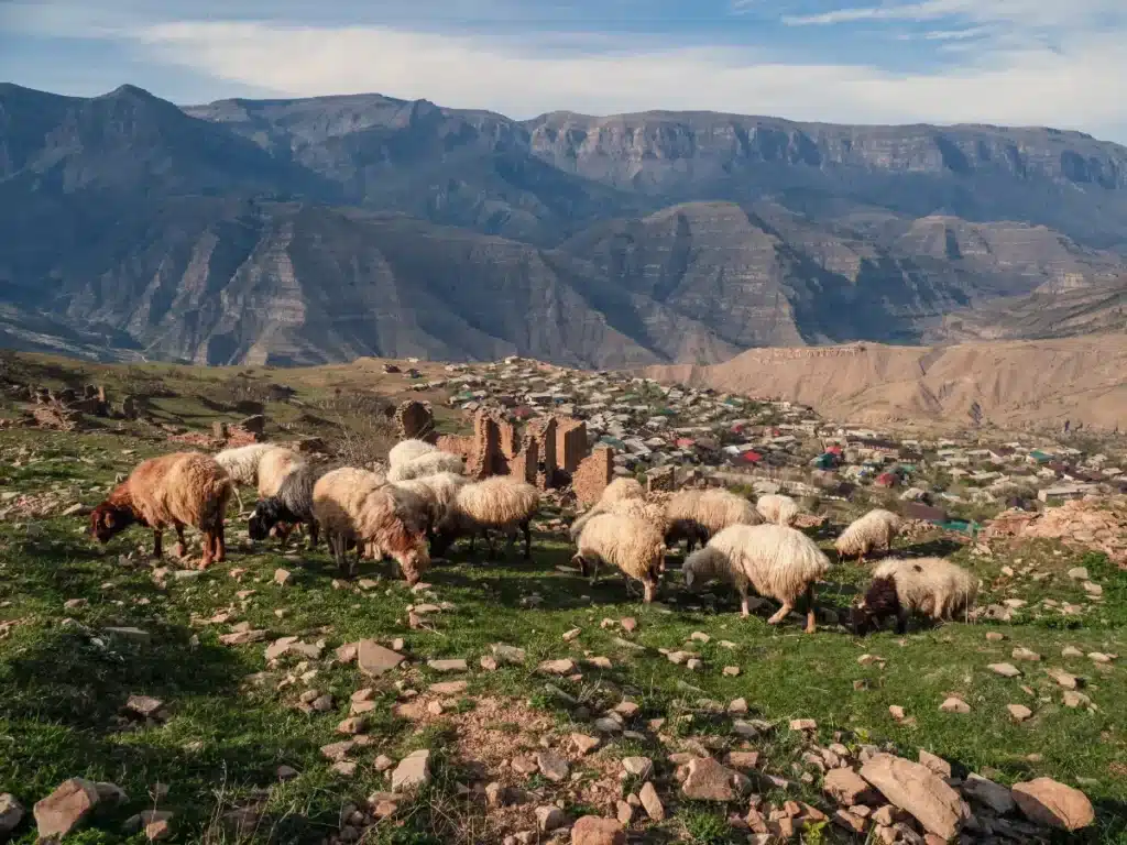 Cette exploitation comptait 12 000 moutons et 4 000 vaches, aujourd'hui ses terres sont un parc national où les condors reviennent survoler