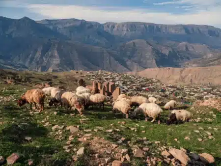 Cette exploitation comptait 12 000 moutons et 4 000 vaches, aujourd'hui ses terres sont un parc national où les condors reviennent survoler