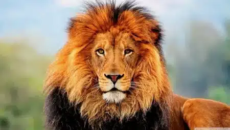 « De ma terrasse, j'entends les lions rugir » : ce zoo du Tarn a fermé en 2021 mais 150 animaux y vivent encore