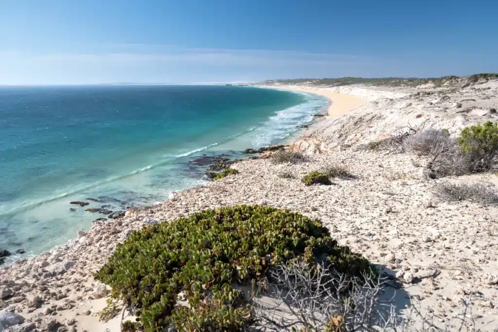 Depuis 1946, la NSW a introduit le buisson bitou sud-africain pour fixer les dunes de sable côtières, mais des décennies après, il a colonisé 46 % du littoral et menace les écosystèmes locaux