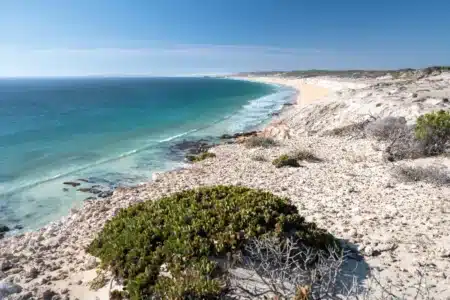 Depuis 1946, la NSW a introduit le buisson bitou sud-africain pour fixer les dunes de sable côtières, mais des décennies après, il a colonisé 46 % du littoral et menace les écosystèmes locaux