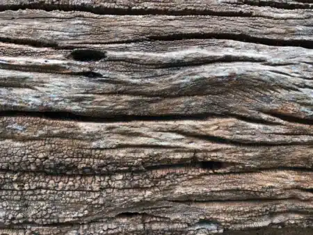 Des archéologues ont trouvé une structure en bois datant de 476 000 ans. L'identité des bâtisseurs reste inconnue
